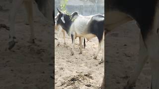 Cows and bulls loving enjoy enjoyment cow ox meeting meetup shortsviral shorts short [upl. by Deutsch]