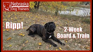 Ripp  11MO Cane Corso  Off Leash Reliable Dog Training Nebraska Dog Trainers [upl. by Gaskill]