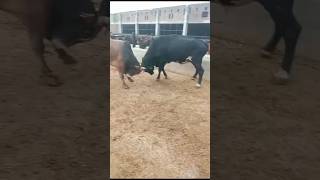 Bullfightingsort YouTube video 🙏🙏🚩 [upl. by Anol]