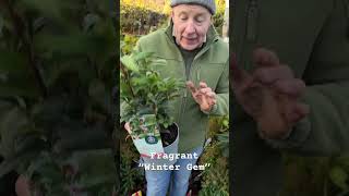 Sarcococca “Winter Gem “ Sweet Box WEBSHOP httpspergolanurseriesecwidcom [upl. by Glenden]