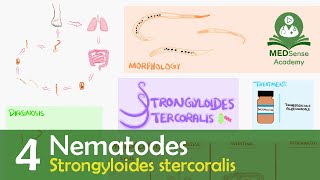 Strongyloides stercoralis [upl. by Gothar]