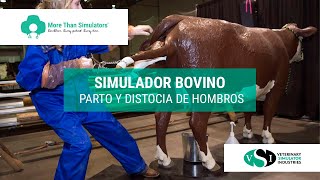 Simulador bovino para parto y distocia de hombros [upl. by Rudie]