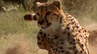 Cheetah vs Gazelle  Deadliest Showdowns  BBC Earth [upl. by Candide]