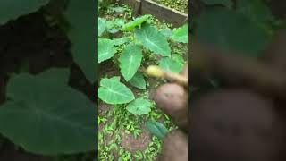 Picking callaloo ￼ eddo leaves for soup vegetables harvest callaloo eddoeleaves [upl. by Nrubyar184]