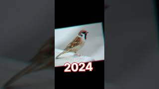 2024 sparrow 🐦🐦vs 5000 bce sparrow 🐦🐦viralvideo trending adventure shortvideo shortsushan [upl. by Beitz951]