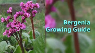 Bergenia Growing Guide [upl. by Brian]