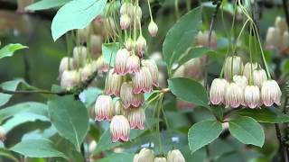 Enkianthus chinensis [upl. by Brien]