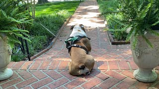 Between two Ferns… Featuring My Virtual Bulldog [upl. by Elcarim]