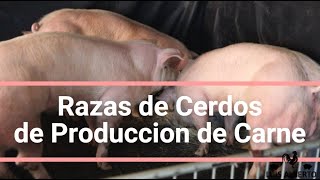 Razas de Cerdos de Producción de Carne 🐖🥩👀 [upl. by Mcarthur]