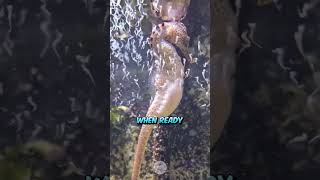 Natures Marvel Male Seahorses Giving Birth [upl. by Suivatnom232]