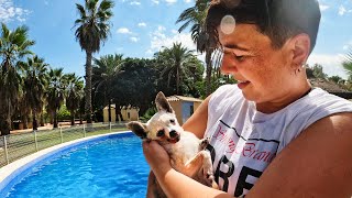 Tiny Chihuahua learns to swim in a massive pool Will she drown [upl. by Lamdin]