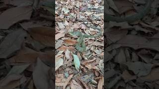 Indigo snake 🇧🇴 Bolivia [upl. by Morganstein]