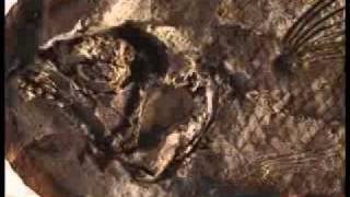 What are fossils and how do they form [upl. by Gonzalo591]