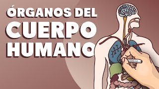 Órganos del cuerpo humano [upl. by Nyrad]