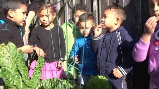 Manaakitanga and Whanaungatanga in Action at Yendarra Kindergarten [upl. by Resee]