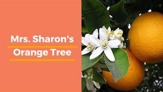 Preschool 3s Mrs Sharon Orange Tree Video Cedarwood School [upl. by Benjamen]