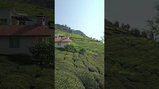 Luxury Living Best Villa at Planters Punch Resort in Ootys Tea Hills 🌴🍹 Best resort in ooty [upl. by Eneg598]