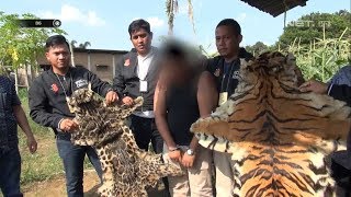 Penangkapan Pedagang Kulit Harimau yang Dijual Senilai 200 Juta  86 [upl. by Azenav]