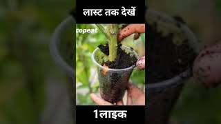 Effective of potato on lemon tree propagation  An excellent method [upl. by Sellihca]