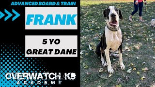 Frank  5 Year Old Great Dane  19 Day Transformation  Distraction Training  Obedience Training [upl. by Aivuy]