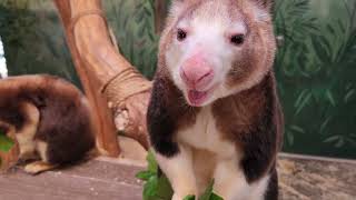 Lunchtime for tree kangaroos [upl. by Treble]