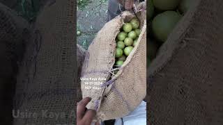 Usire Kaya Amla Bowenpally vegetable market Hyderabad MJY vlogs trending shortvideo videos food [upl. by Eissirk608]