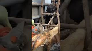 cow hoof treatment  viral satisfying hoof funnyanimal viralvideo cow farming comedia [upl. by Landrum]