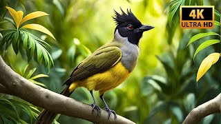 Meet the Mesmerizing Black Crested Bulbul 🌿🦜 [upl. by Merth]