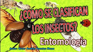 ¿Como se clasifican los insectos – Entomología Agrícola [upl. by Venetia]