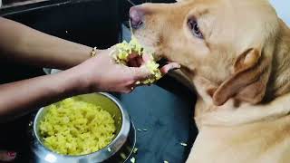 Ajke Dekho Bruno kidiye Bhat Khay dog labrador eating doglover bruno lab video youtube dogs [upl. by Attenyl]