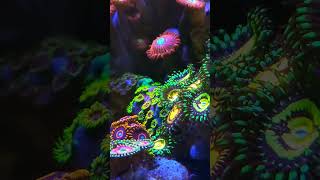 reefcoral reeftank zoanthids zoas [upl. by Nair]