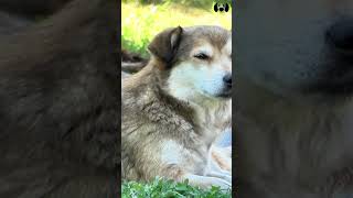 Sounds That Make Your Dog Bark dogs dogsounds [upl. by Nelda]