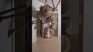 KK BRIGITTE the spider spider squirrel egofilm [upl. by Dressler154]