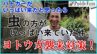 ヨトウガ、大量発生！その対策方法をご紹介！ [upl. by Emirak]