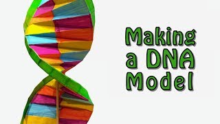 Making a DNA Model [upl. by Nallad710]