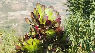 Aeonium arboreum plant [upl. by Gambrill]