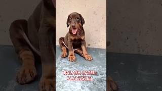 Doberman Puppies In India doberman dobermanpuppies dobermanpinschers dobermaninindia [upl. by Uda]