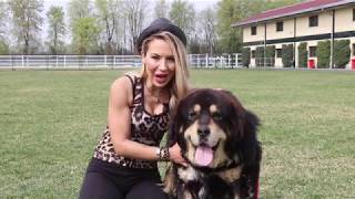 Caratteristiche Razza Tibetan Mastiff o Mastino Tibetano [upl. by Shaylynn]