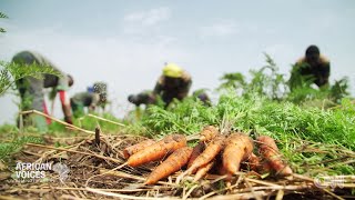 AfricanvoicesCNN Animals agriculture Songhaï benin [upl. by Learsi]