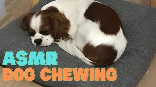 ASMR Dog Chewing Rope Ball  Murphy the Dog [upl. by Olotrab852]