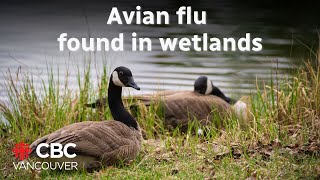 Vets are warning of avian flu in wetlands as diagnosed BC teen remains critical [upl. by Terchie]