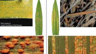 Kansas Wheat Presents Use Fungicide Effectively [upl. by Leahcam]