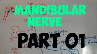 mandibular nerve and its branches anatomy [upl. by Eldoria]