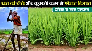 Dhaan ki kheti  धान की खेती कैसे करें  Dhan ki kheti kaise karen  Advance agriculture  A to Z [upl. by Lindell205]