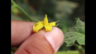 Tomato floral botany and emasculation [upl. by Nnylarat]