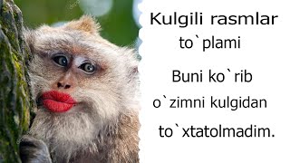 Kulgili rasmlar toplami Bu rasmlarni korib ancha vaqtgacha ozimni toxtatolmadim [upl. by Nimsay]