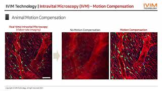 EN Webinar for IntraVital Microscopy English Version Recording 12212021 [upl. by Veronica]