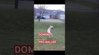 Pro Baller [upl. by Nahshon524]