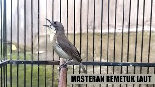 Suara remetuk laut nyiul gacor untuk MASTERAN BURUNG kicau siur cier sir remletuk laot bahan liaran [upl. by Benis451]