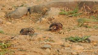 Oriental skylark dust bathing vasai maharashtra november 24 [upl. by Yuma]